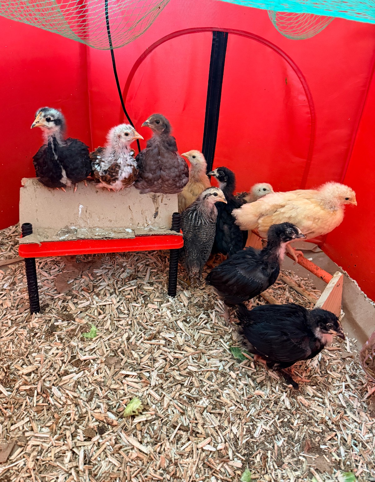 A group of chicks of various colors stand and perch inside a red enclosure filled with wood shavings, with some chicks on a small raised platform and others gathered on the ground in their latest cozy setup.