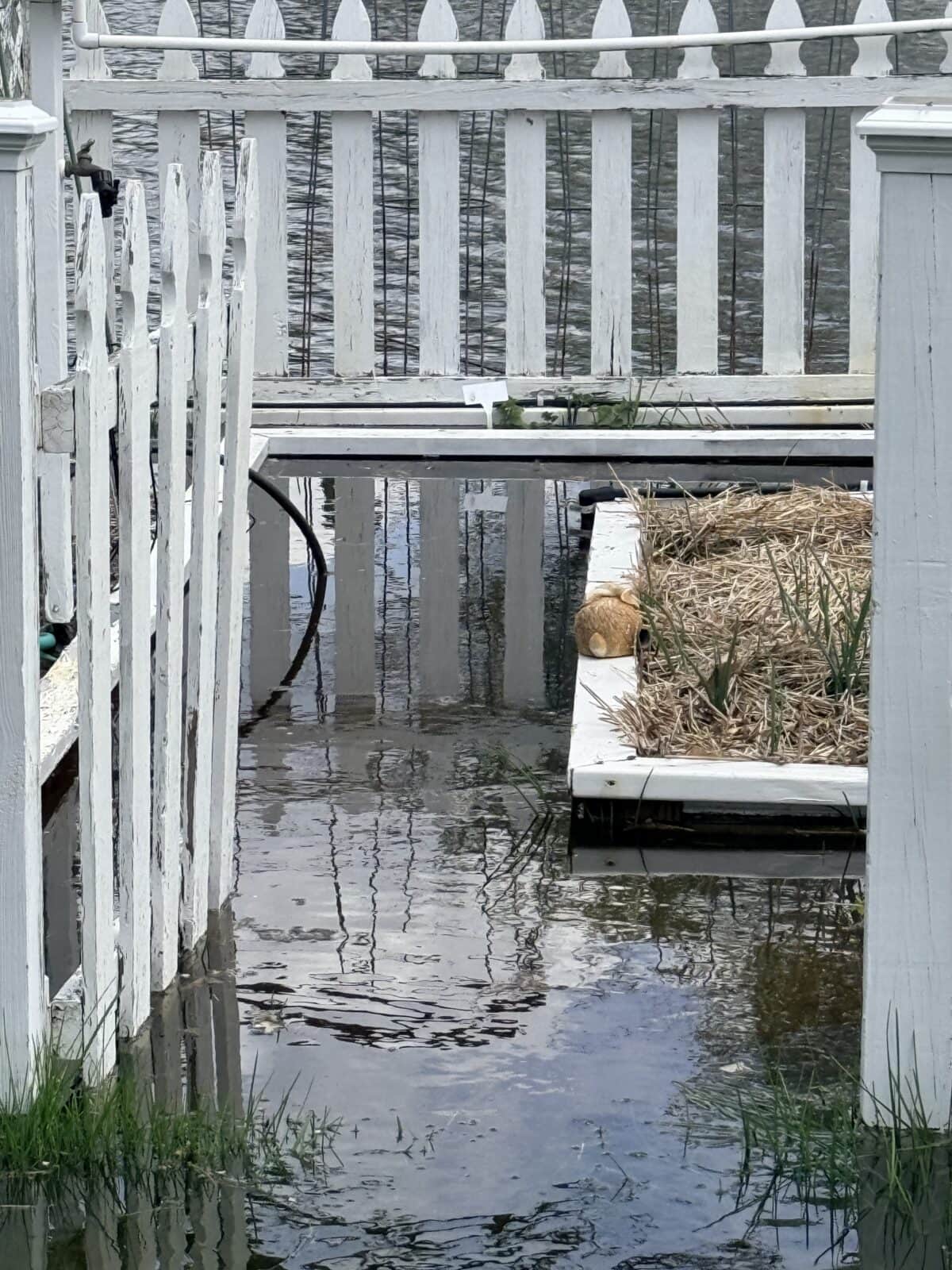 A white picket fence and raised garden bed are partially submerged in water, indicating the latest flooding. Some green grass and plants are visible, along with straw mulch on the garden bed.