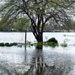 A flooded yard with water covering the ground, partially submerging plants and a tree after the latest storm. A lake and houses are visible in the background under a cloudy sky.