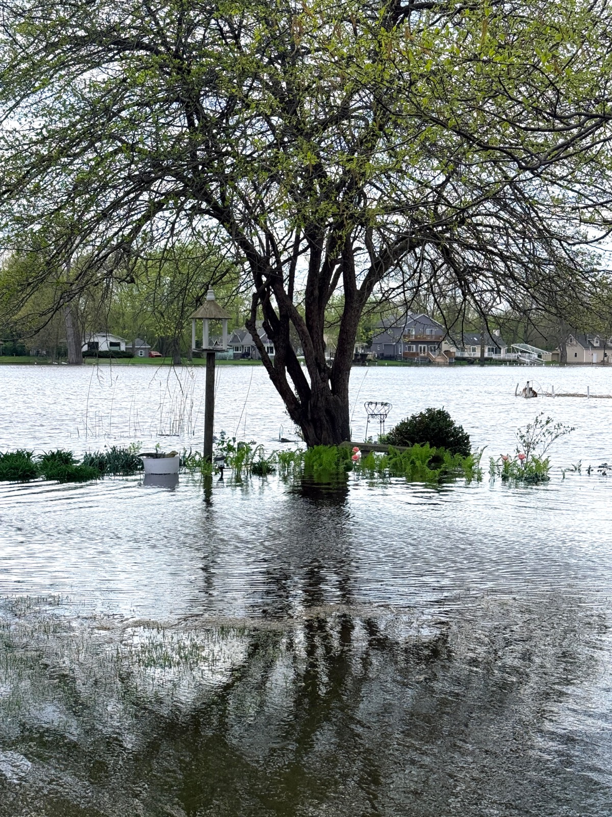 A flooded yard with water covering the ground, partially submerging plants and a tree after the latest storm. A lake and houses are visible in the background under a cloudy sky.