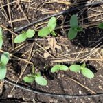 Small green seedlings with oval leaves are growing in dark soil, surrounded by straw and two black irrigation hoses. Sunlight casts shadows across the scene, highlighting the latest growth in this well-irrigated garden bed.
