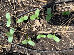 Small green seedlings with oval leaves are growing in dark soil, surrounded by straw and two black irrigation hoses. Sunlight casts shadows across the scene, highlighting the latest growth in this well-irrigated garden bed.