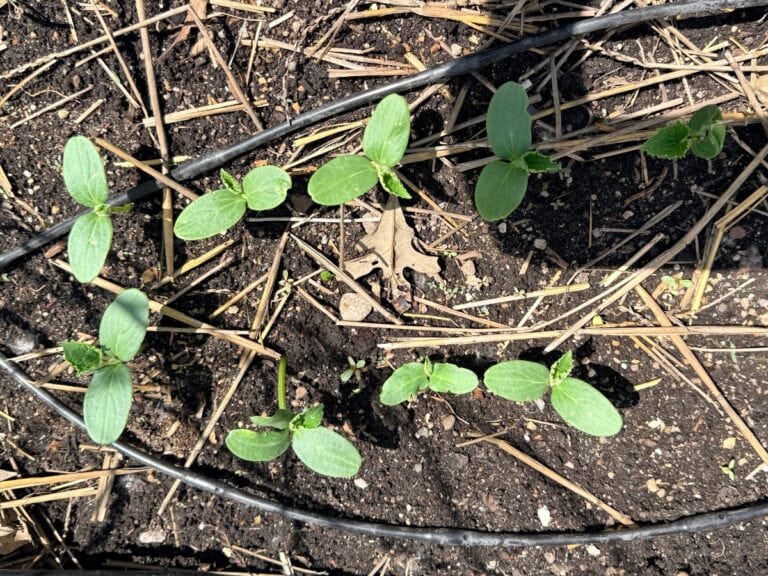 Small green seedlings with oval leaves are growing in dark soil, surrounded by straw and two black irrigation hoses. Sunlight casts shadows across the scene, highlighting the latest growth in this well-irrigated garden bed.