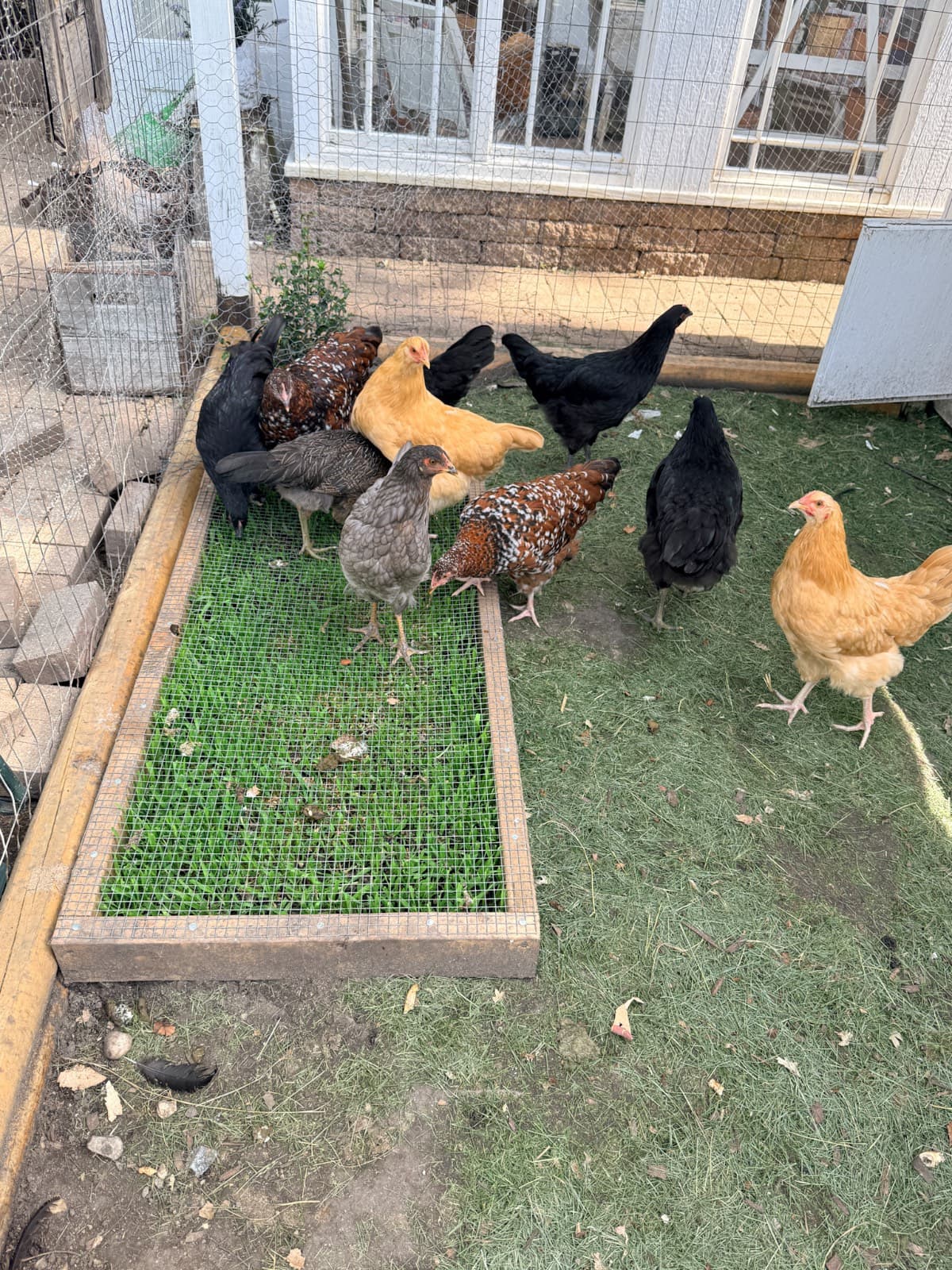 Several chickens of different colors stand together in the latest fenced outdoor enclosure with a patch of green grass.