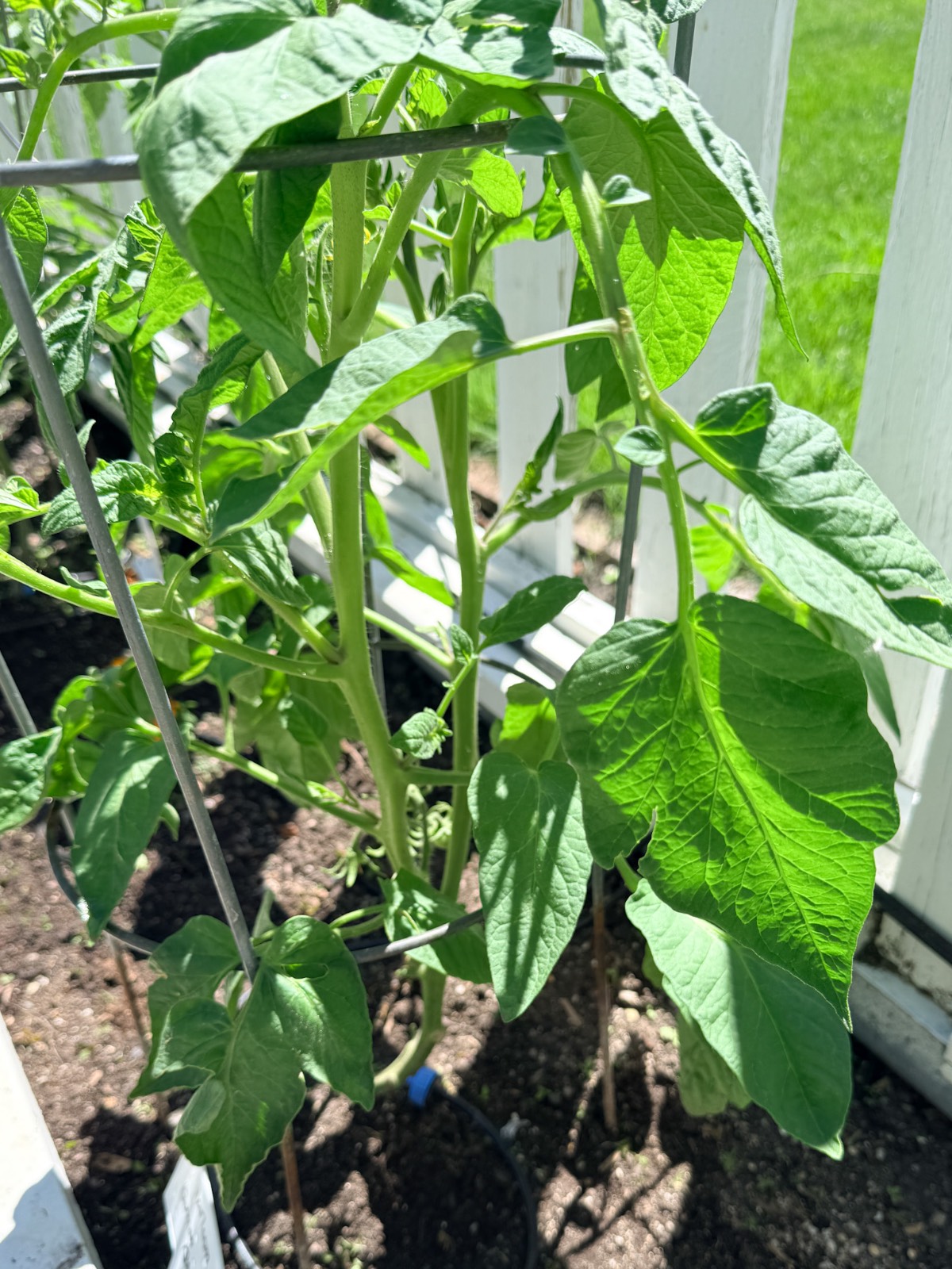 Latest green tomato plant growing in soil by a white fence, sunlight shining on its leaves.