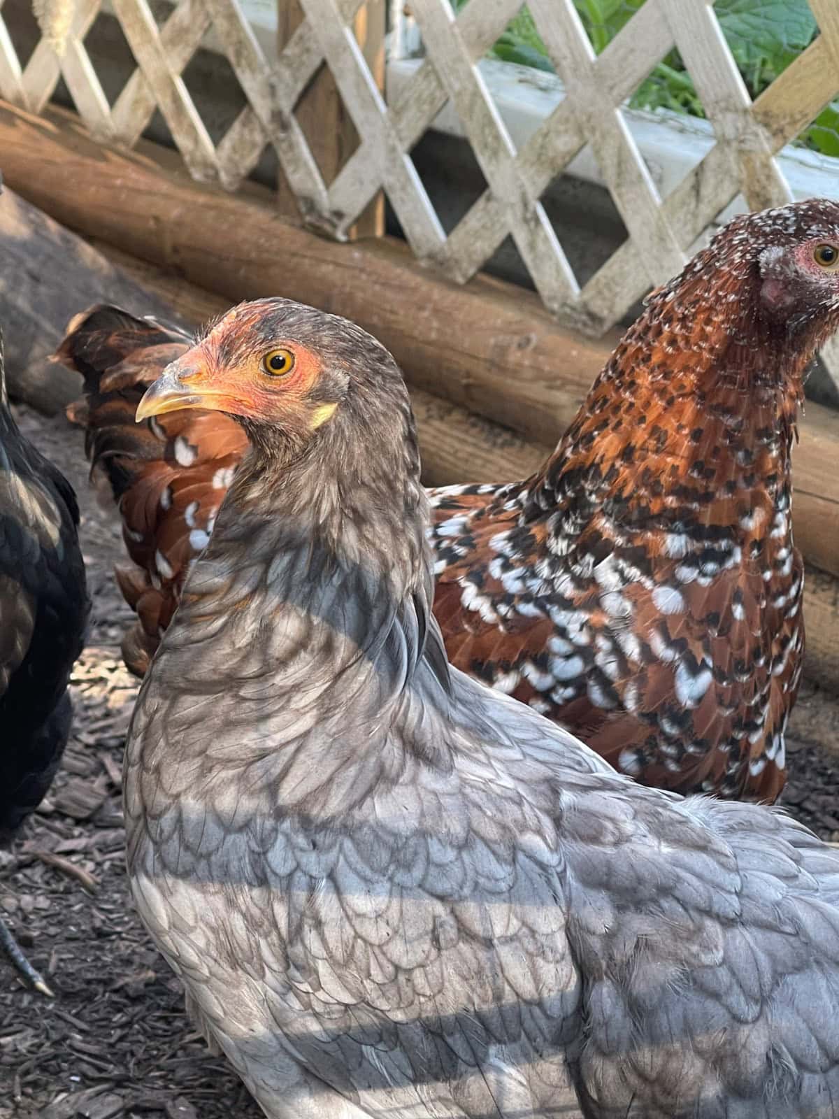 Two chickens stand on dirt; one sports the latest gray feathers, the other has reddish-brown and white speckled plumage.