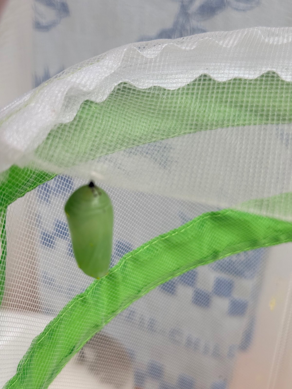 A green chrysalis, the latest resident, hangs from white mesh inside a butterfly enclosure with a green frame.