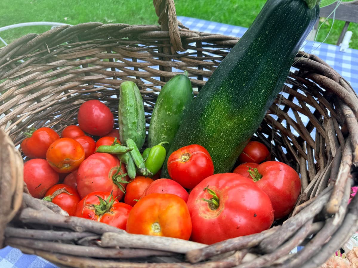 Wicker basket filled with the latest tomatoes, cucumbers, and zucchini on a blue checkered tablecloth outdoors.