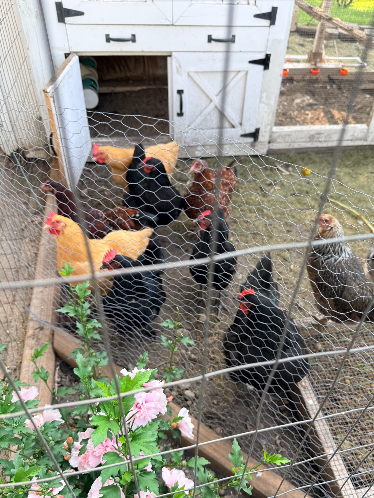 Several chickens of different colors stand in a fenced coop, near the latest white chicken house and pink flowers.