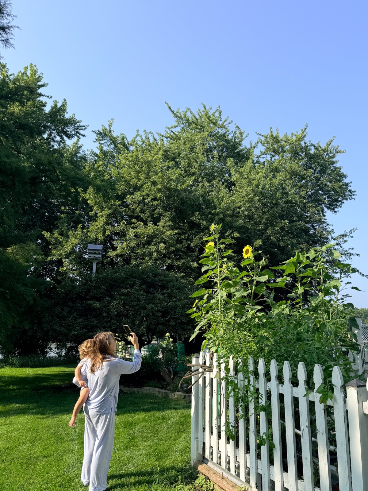 A woman carries a child near a white fence with sunflowers, enjoying the latest sunny day under blue skies and trees.
