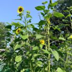 Tall sunflowers with green leaves showcase the latest garden trends under a clear blue sky on a sunny day.