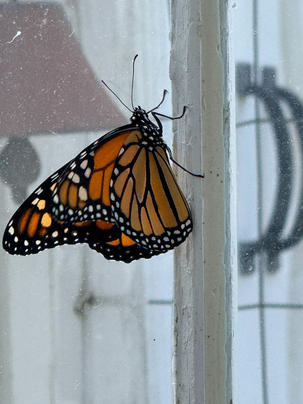 A monarch butterfly, its latest orange and black wings, rests gently on a window, pressed against the glass.