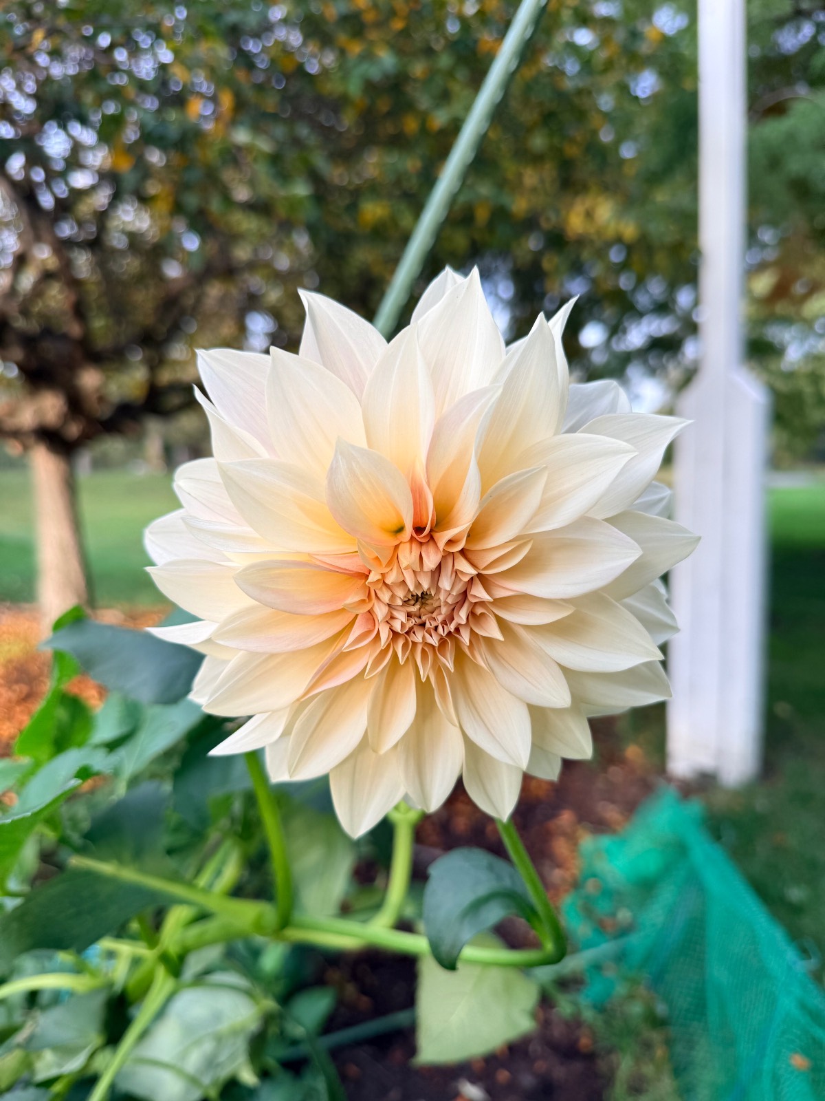 A latest bloom of a pale cream and peach dahlia flower.
