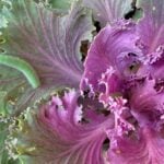 A small green caterpillar, the latest to crawl on a ruffled purple and green ornamental cabbage leaf.