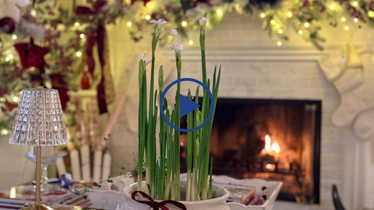 Paperwhites in vintage containers sit before a lit fireplace, overlaid with a play button.