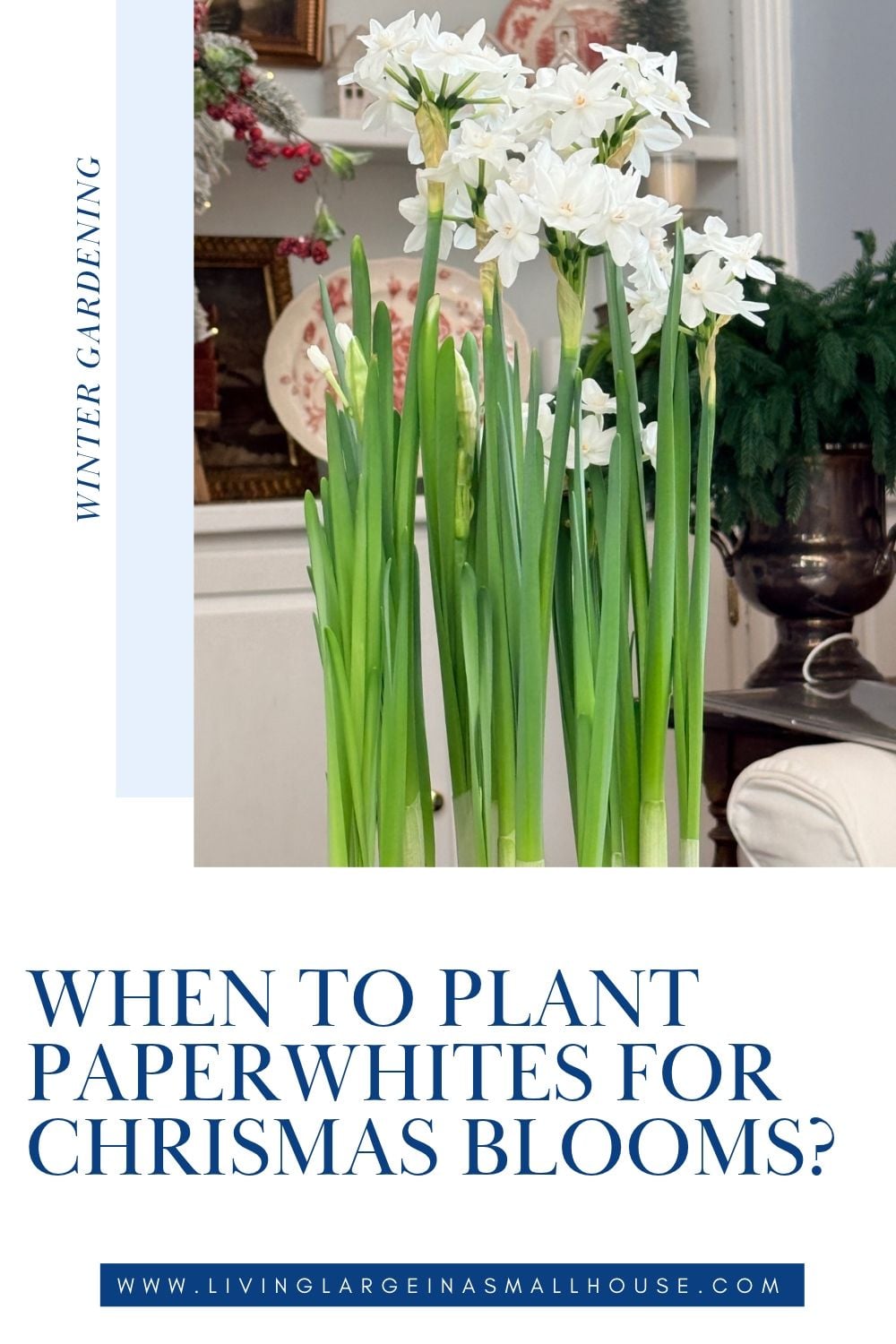 A cluster of white paperwhites in vintage containers with text reading “When to plant paperwhites for Christmas blooms?”.