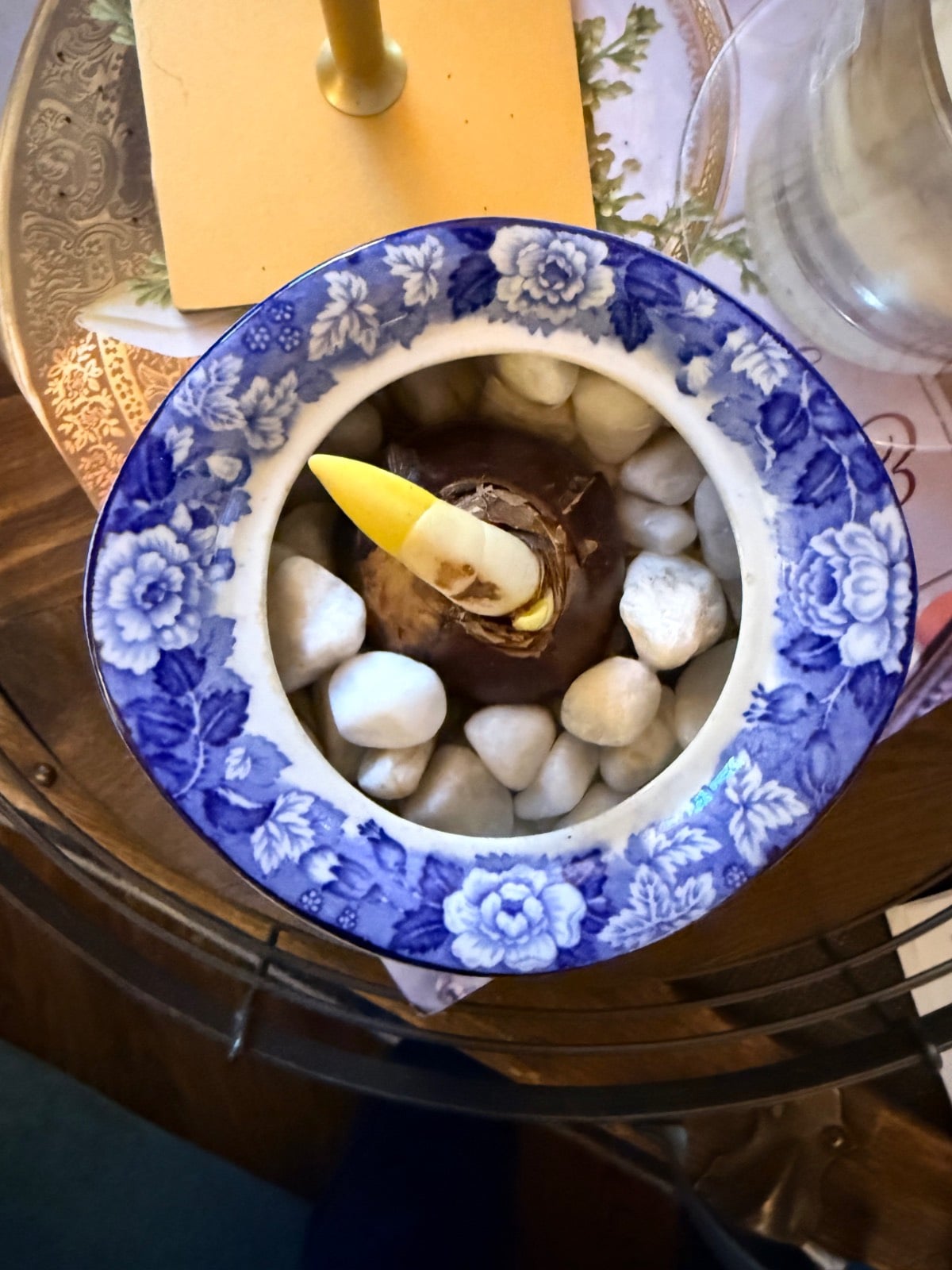 A paperwhite bulb with a yellow sprout growing in a blue and white patterned bowl filled with white stones.