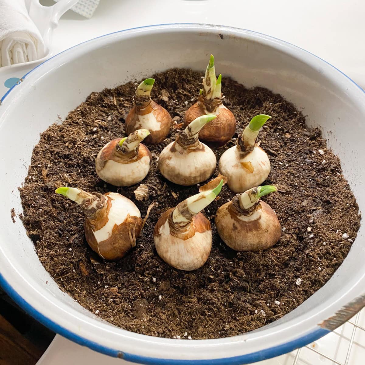 Seven flower bulbs with small green sprouts planted in a bowl of soil.