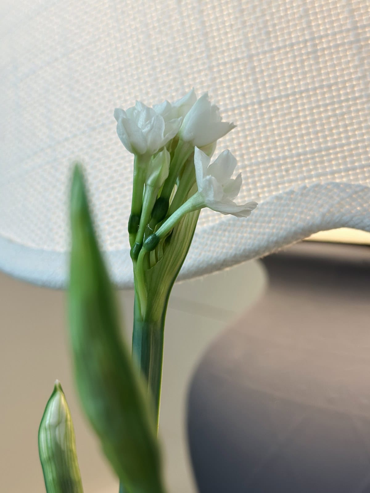 A cluster of small white flower buds on a green stem in front of a lamp.