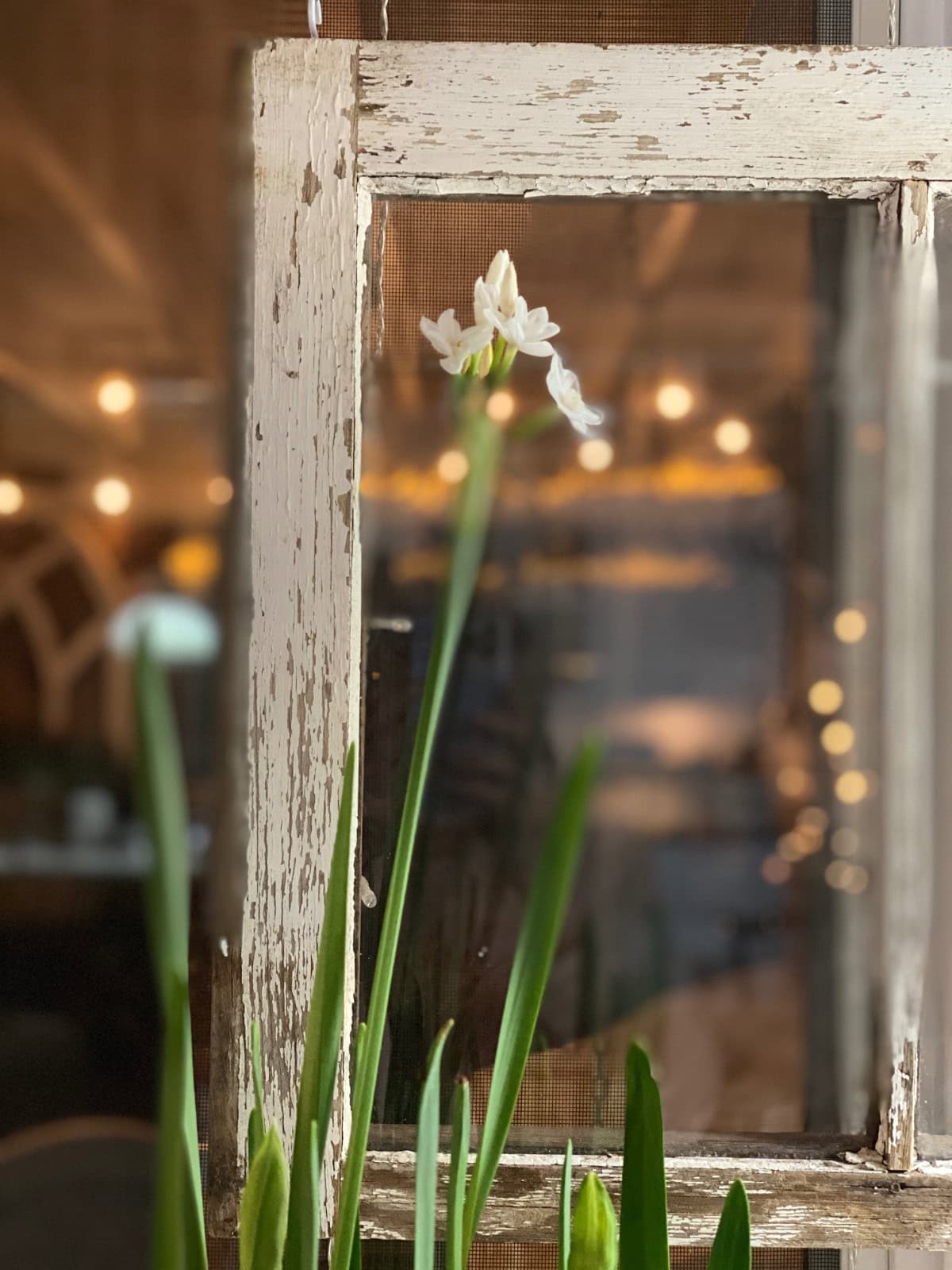 A white flower on a tall stem in front of a weathered wooden window frame.
