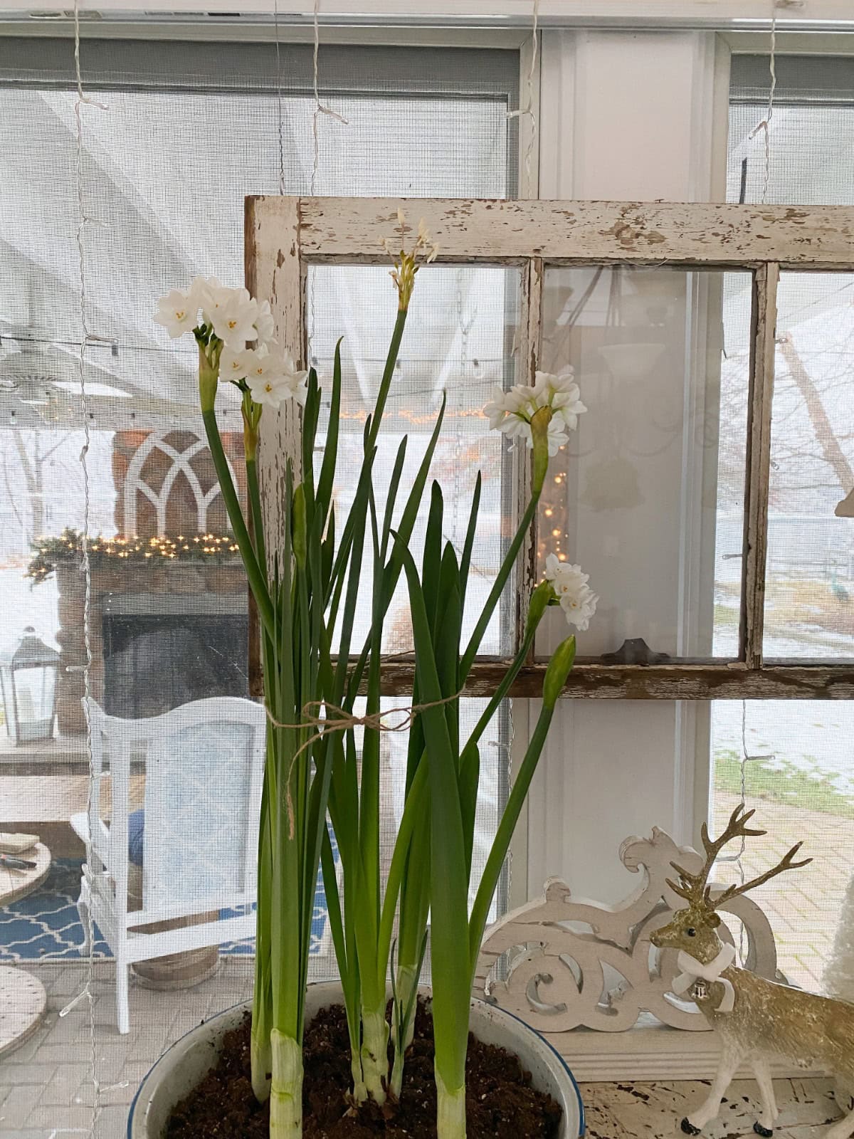 A potted cluster of white paperwhite narcissus flowers tied with twine, sitting in front of a window.