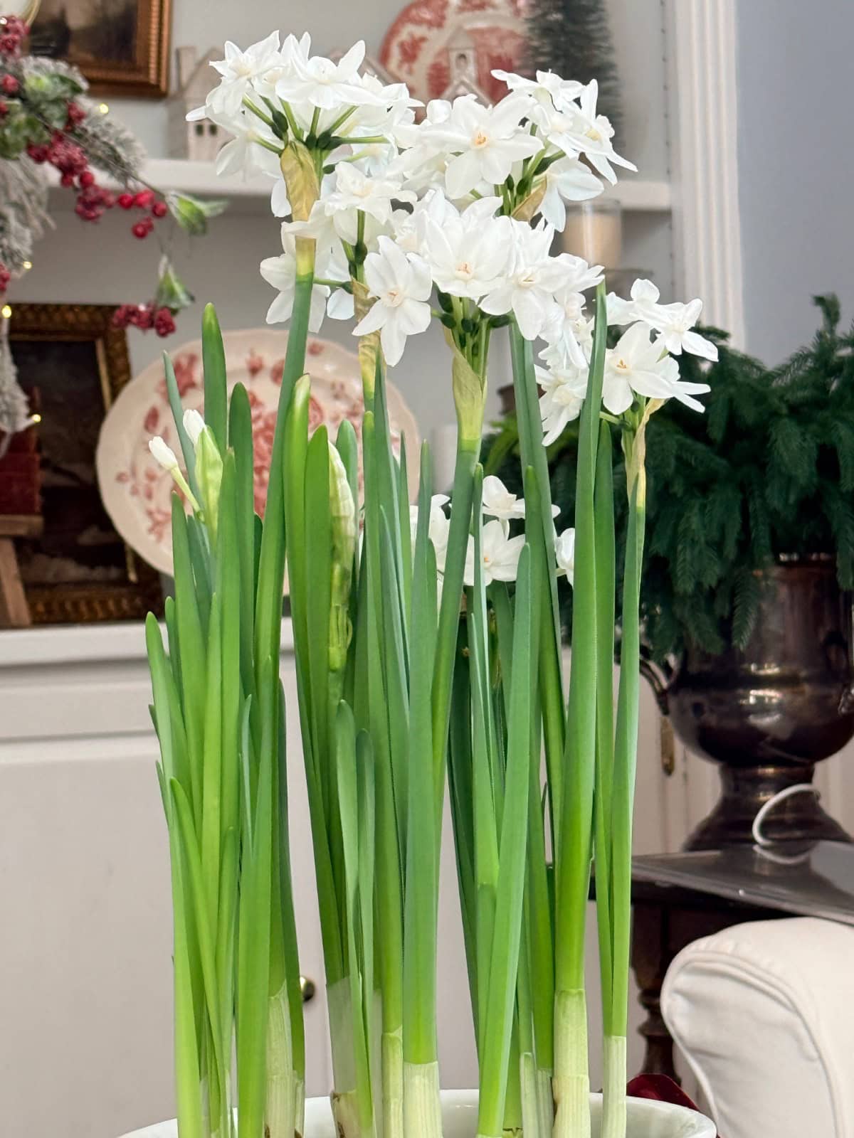 A cluster of blooming white paperwhite narcissus flowers with tall green stems in a white pot.