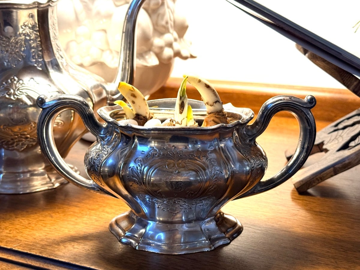 Three paperwhites sprouting in an ornate silver sugar bowl.